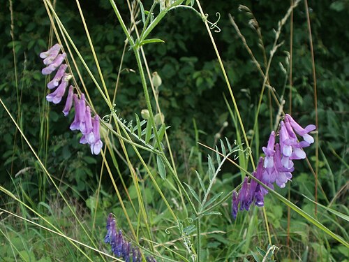 Fodder vetch: Zottige Wicke ( Vicia villosa ) im Hockenheimer Rheinbogen