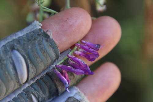 Fodder vetch (Vicia villosa)