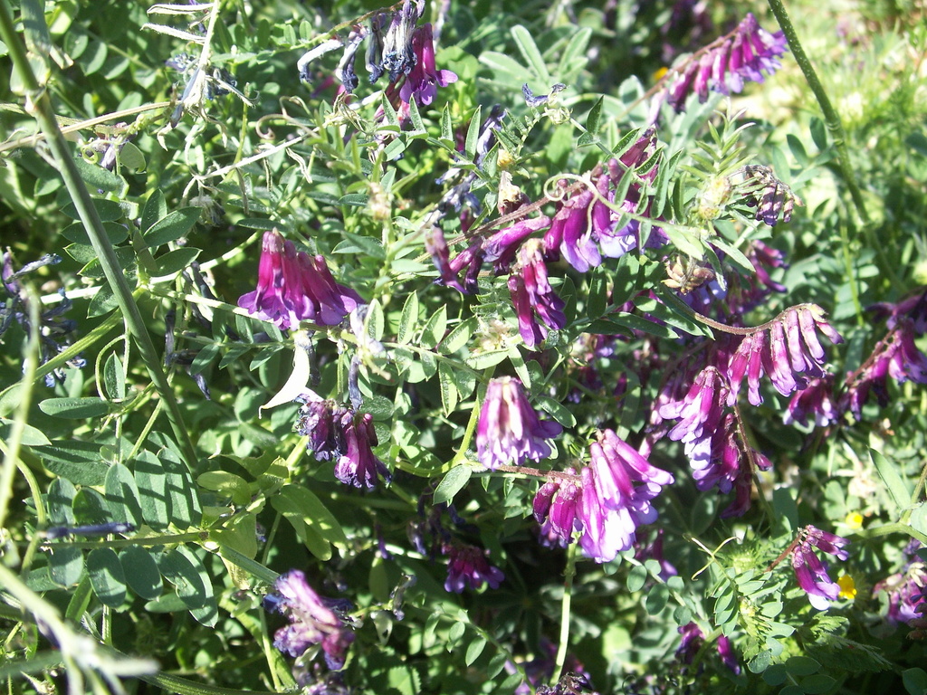 Fodder vetch (Vicia villosa)