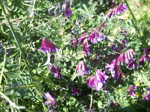 Fodder vetch