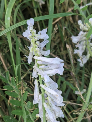 Fodder vetch (Vicia villosa)