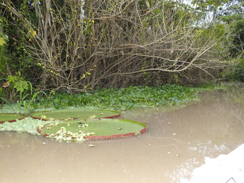 Amazon water-lily (Victoria amazonica)