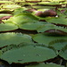 Amazon water-lily (Victoria amazonica)