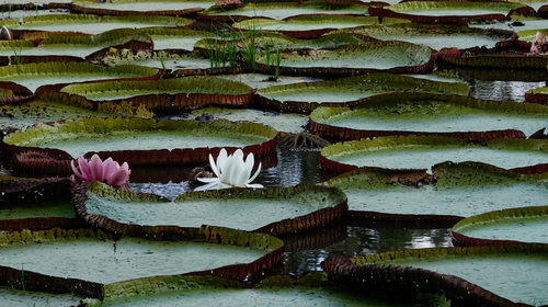 Amazon water-lily (Victoria amazonica)