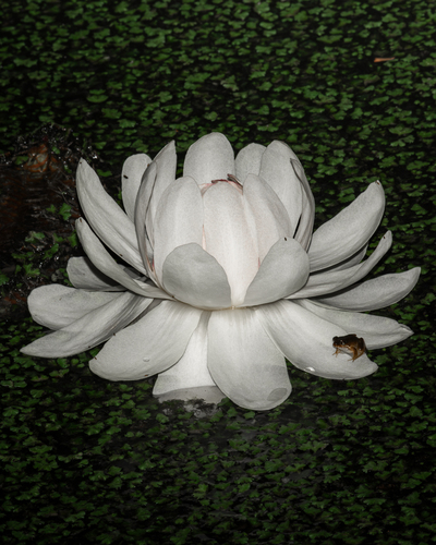 Amazon water-lily (Victoria amazonica)