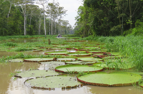Amazon water-lily (Victoria amazonica)