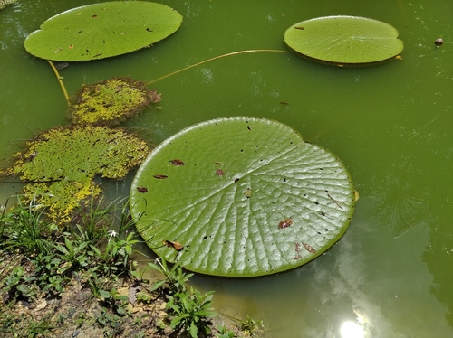 Amazon water-lily (Victoria amazonica)