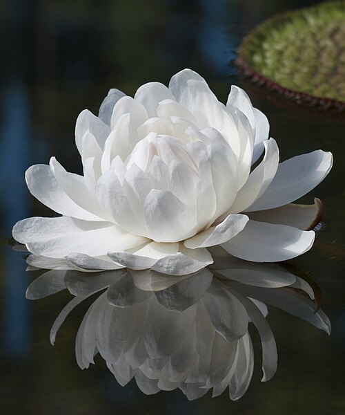 Amazon water-lily: Flower from the Giant Amazon Water Lilly ( Victoria amazonica ) at the Adelaide Botanic Garden .