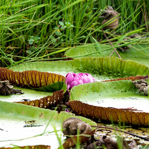Amazon water-lily (Victoria amazonica)