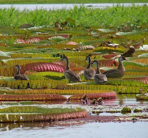 Amazon water-lily (Victoria amazonica)