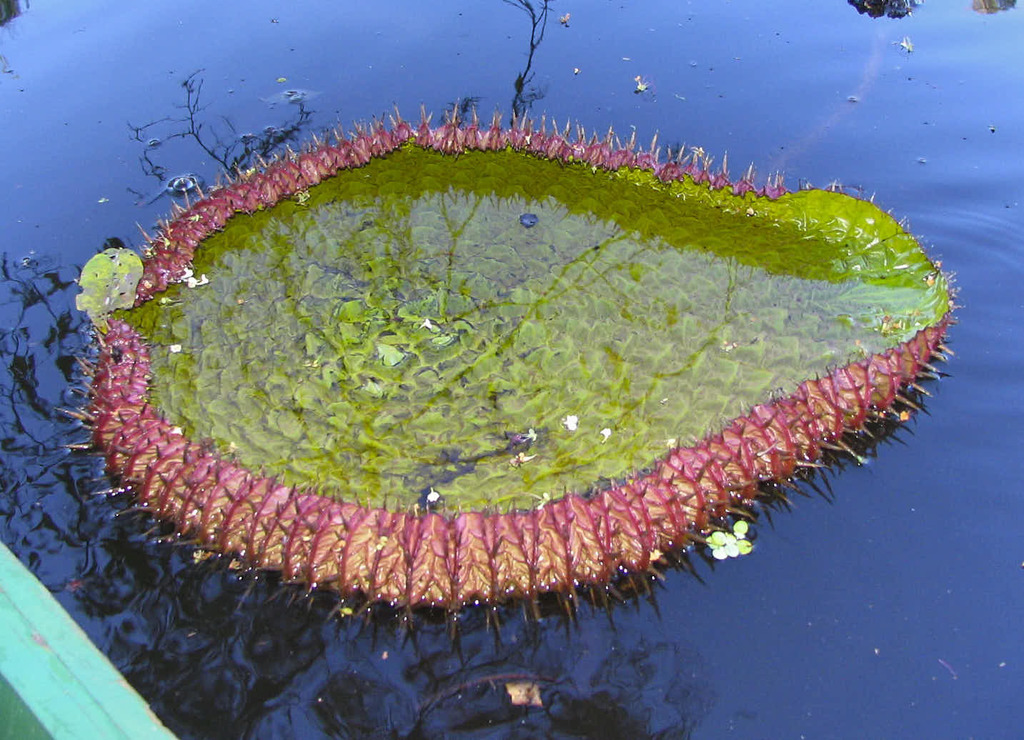 Amazon water-lily (Victoria amazonica)