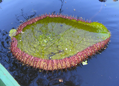 Amazon water-lily (Victoria amazonica)