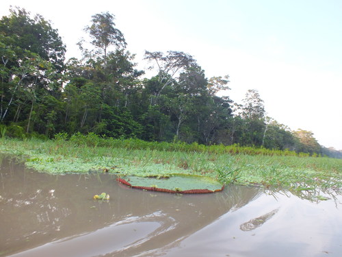 Amazon water-lily (Victoria amazonica)