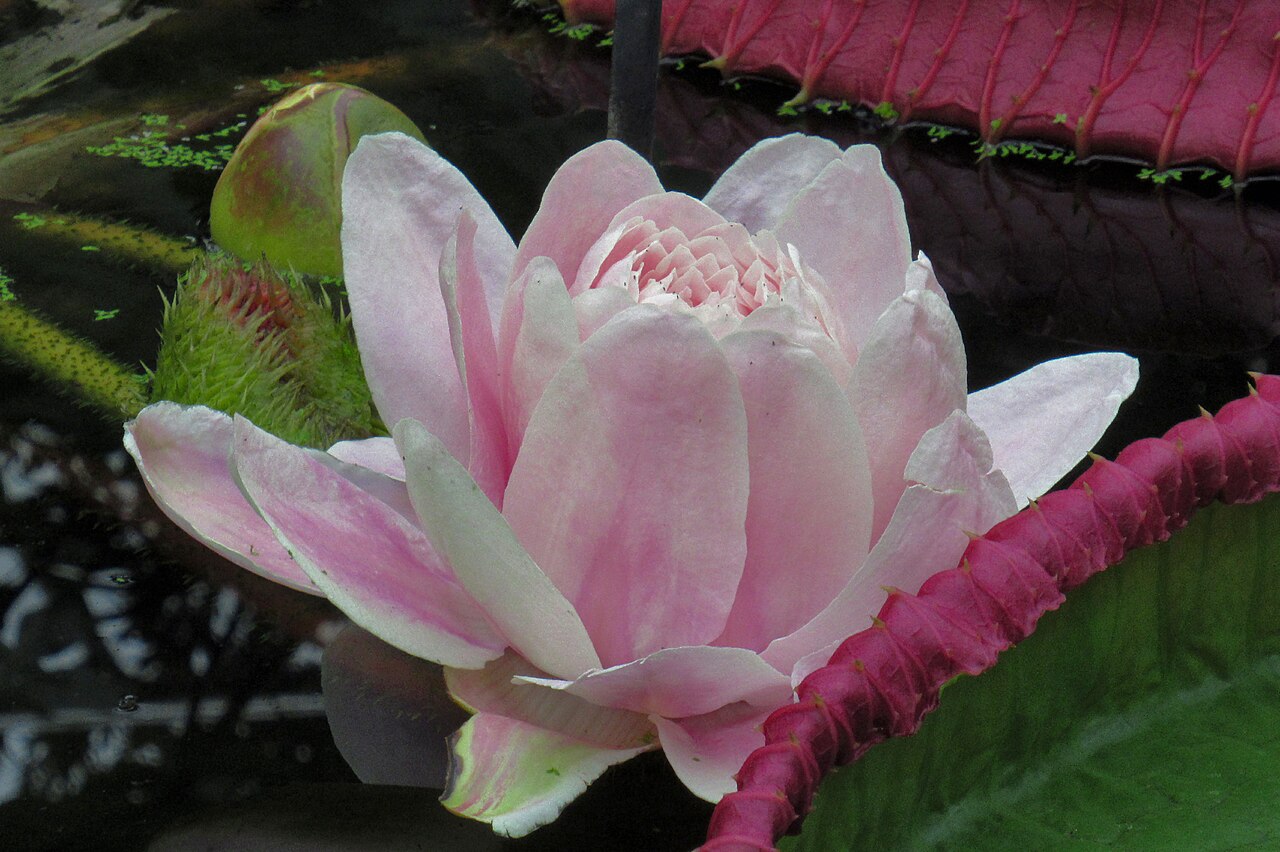 Victoria boliviana: Kew Gardens, Princess of Wales Conservatory, Victoria boliviana flower