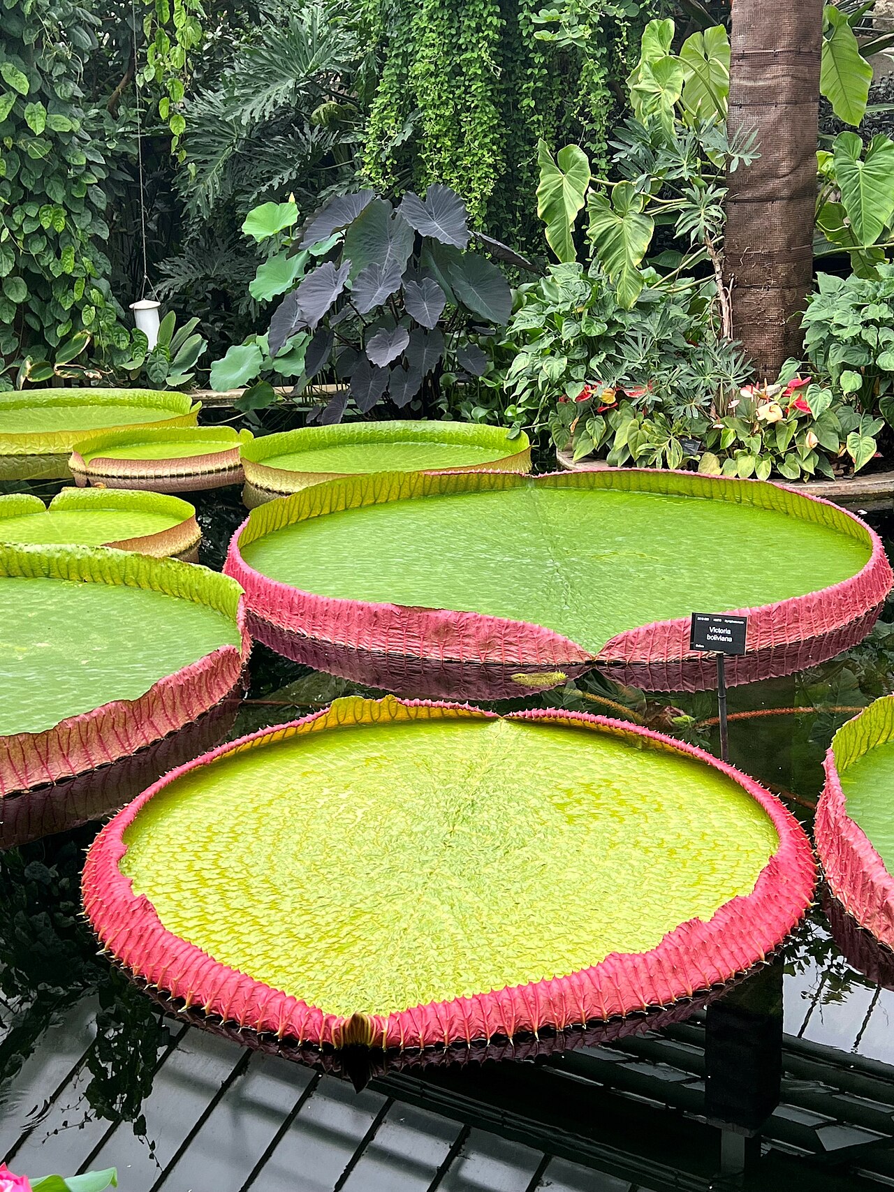 Victoria boliviana: A portrait image of several Victoria boliviana waterlilies growing in the Princess of Wales Conservatory at Kew Gardens