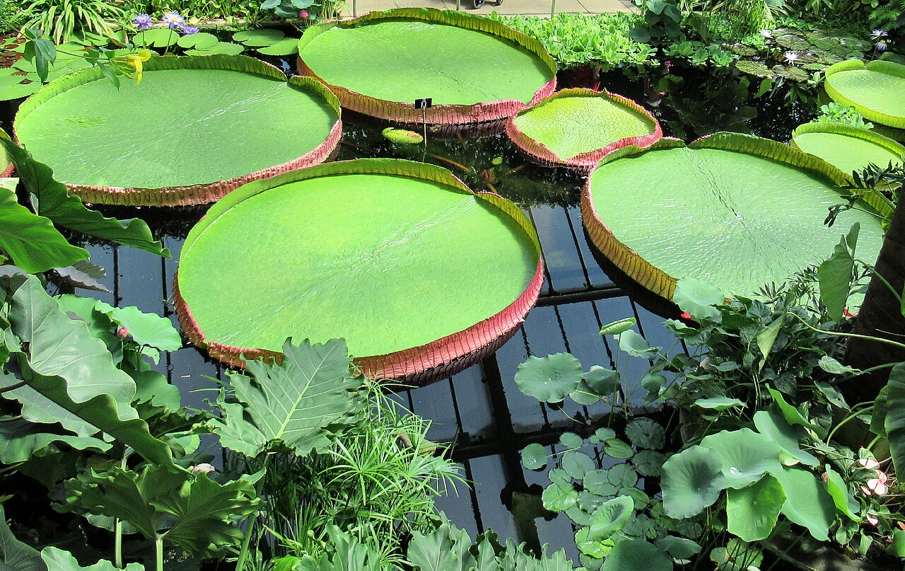 Victoria boliviana: Kew Gardens, Princess of Wales Conservatory, Victoria boliviana