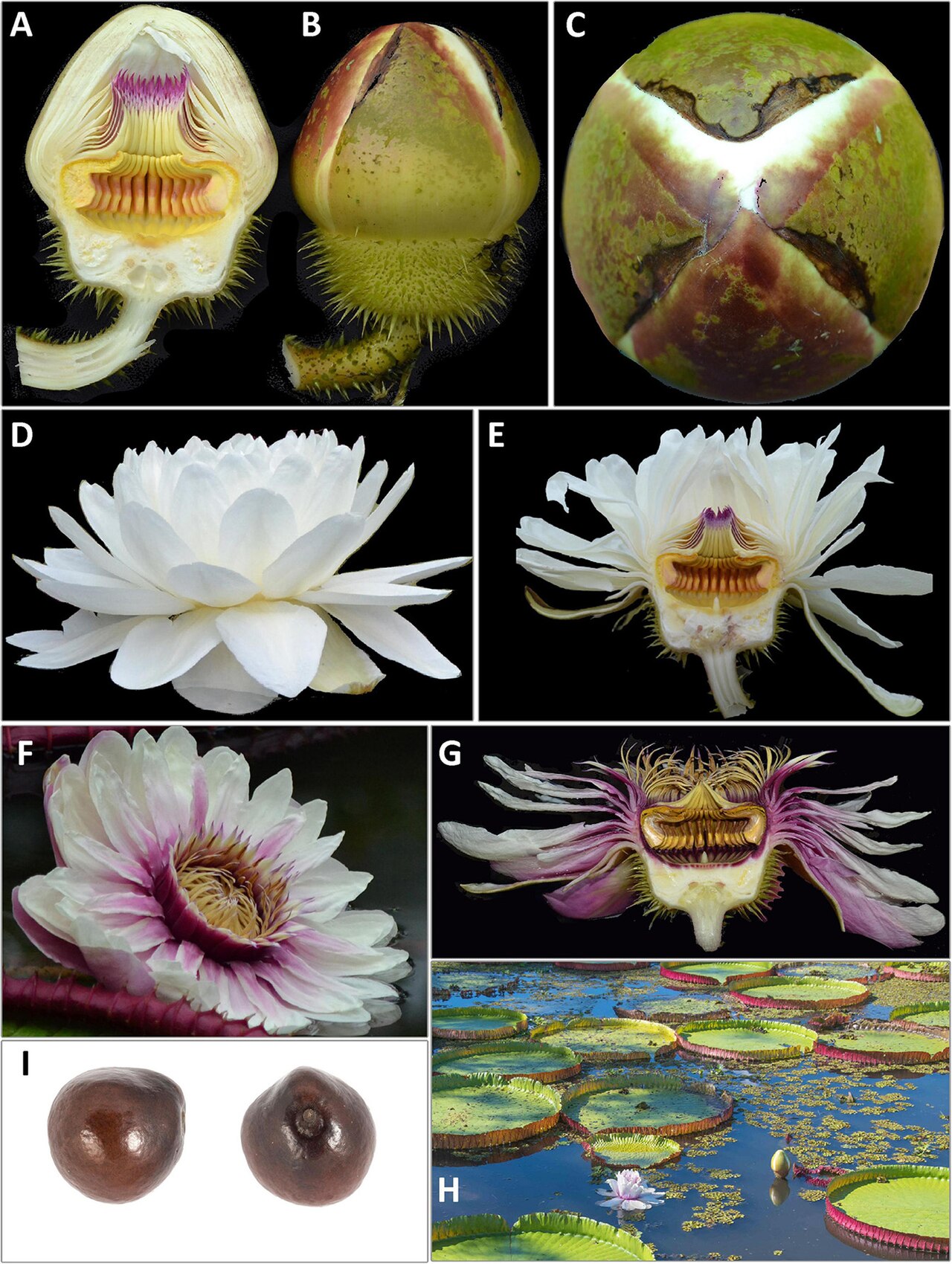 Victoria boliviana: FIGURE 10. Victoria boliviana sp. nov. (A) bud whole, (B) bud L. S., (C) bud from above, (D) first night flower, (E) first night flower L. S., (F) second night