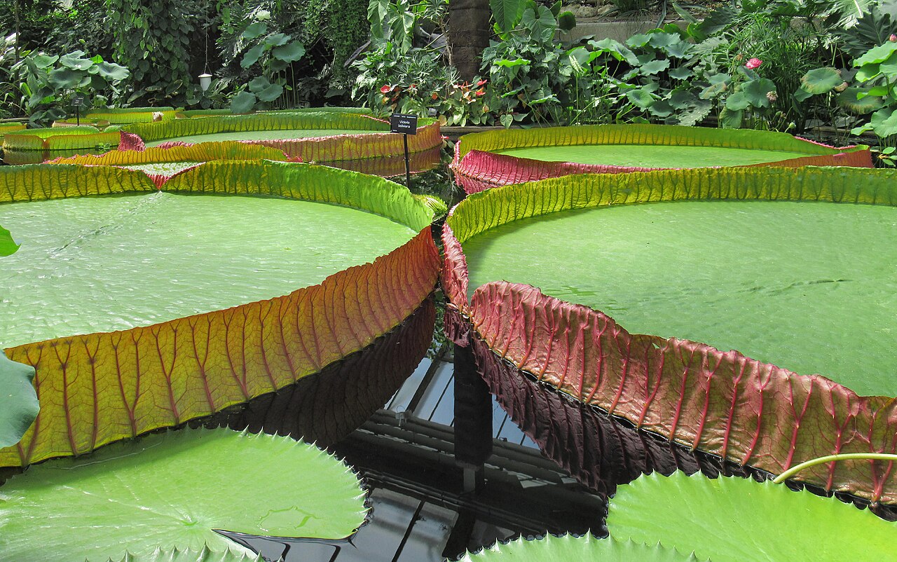 Victoria boliviana: Kew Gardens, Princess of Wales Conservatory, Victoria boliviana