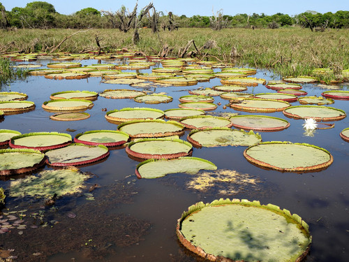 Victoria boliviana (Victoria boliviana)