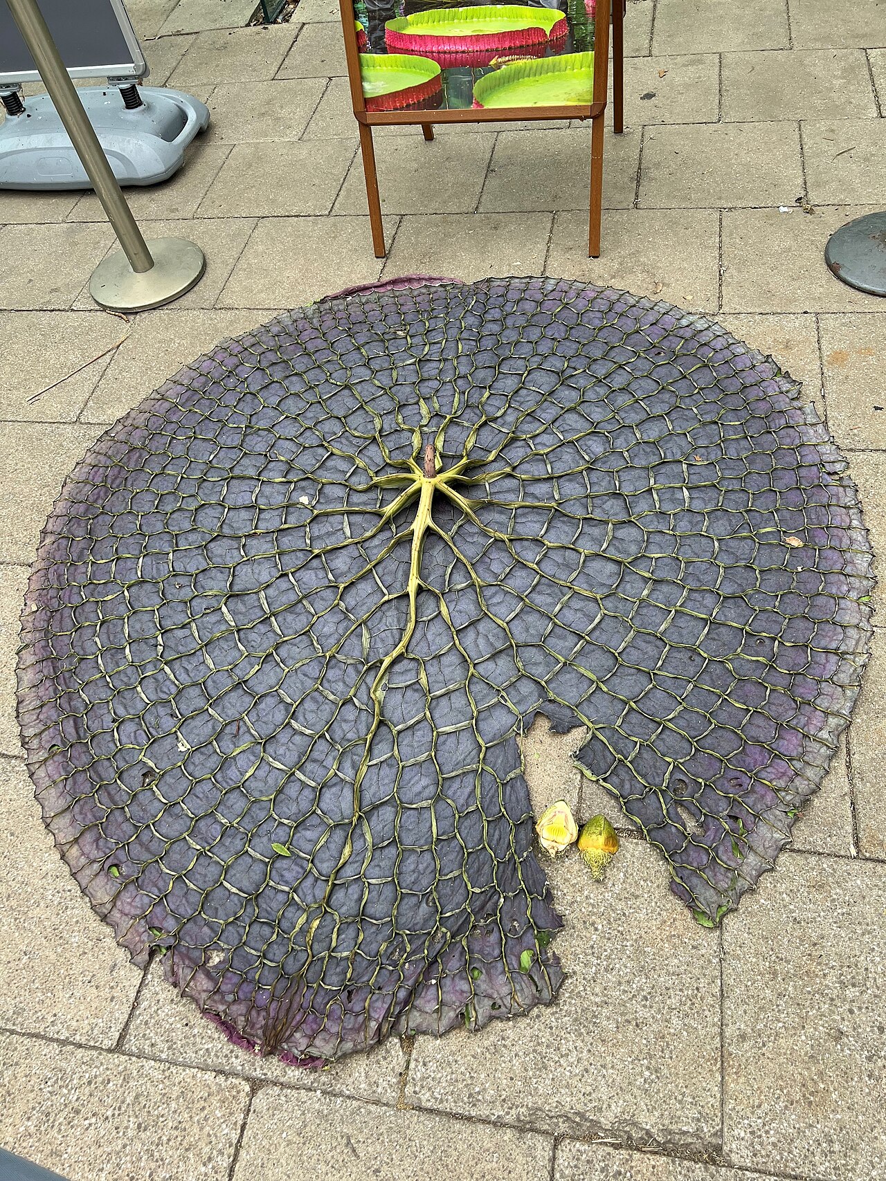 Victoria boliviana: The dark purple underside of a Victoria boliviana waterlily at Kew Gardens