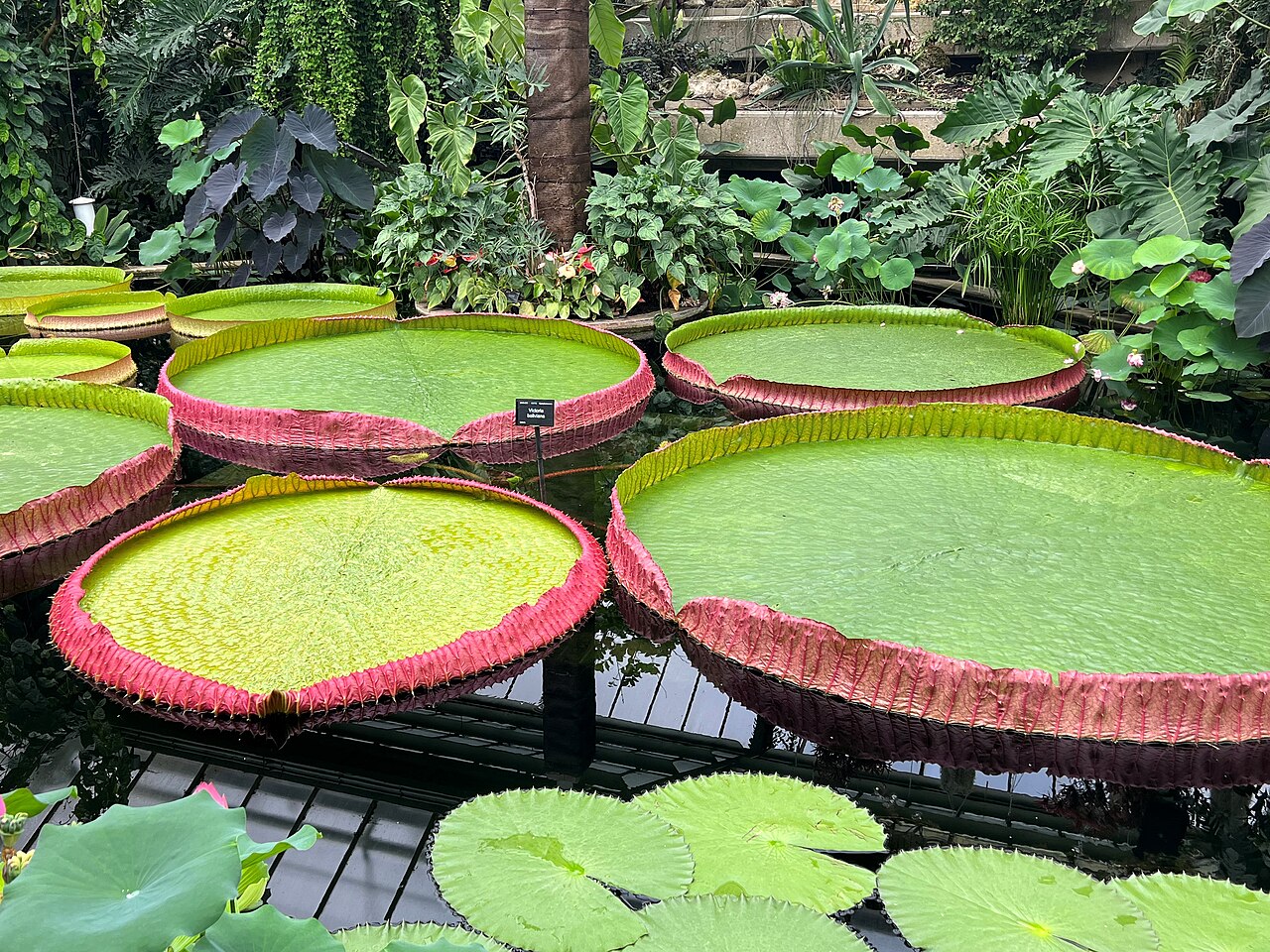 Victoria boliviana: A landscape image of several Victoria boliviana waterlilies growing in the Princess of Wales Conservatory at Kew Gardens