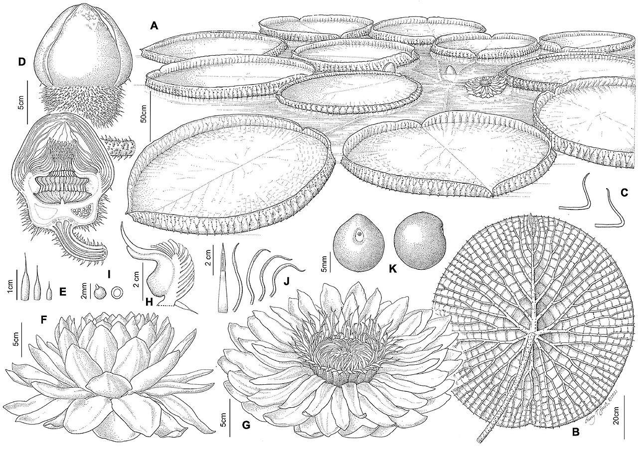 Victoria boliviana: FIGURE 5. Victoria boliviana sp. nov. (A) habit, (B) abaxial leaf, (C) leaf rim profiles, (D) bud, whole and LS, (E) flower prickles, (F) first night flower, (G