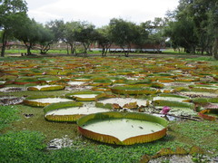 Victoria boliviana (Victoria boliviana)