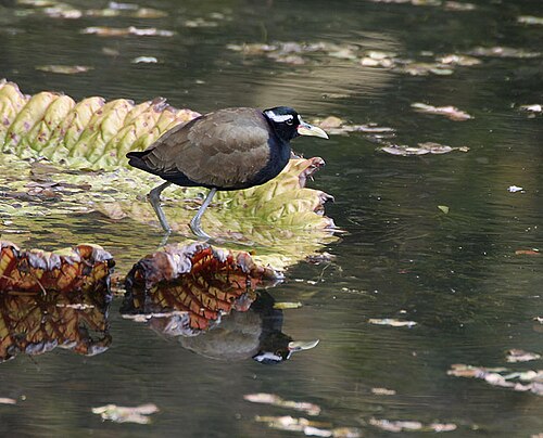 Victory flower: Bronze-winged Jacana Metopidius indicus in Kolkata , West Bengal , India .