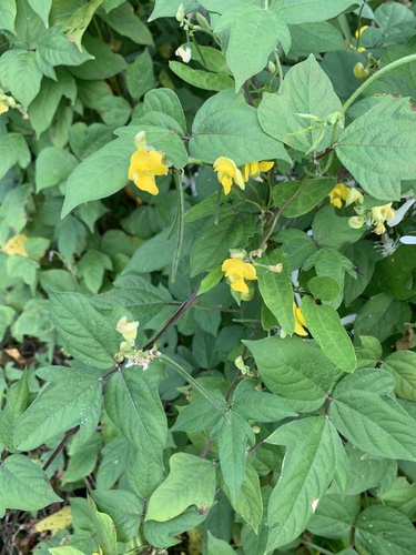 Adzuki bean (Vigna angularis)