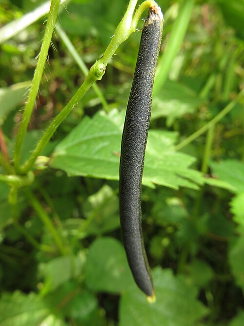 Adzuki bean: Vigna angularis var. nipponensis , Aizu area, Fukushima pref., Japan