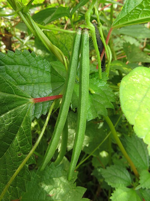 Adzuki bean: Vigna angularis var. nipponensis , Aizu area, Fukushima pref., Japan