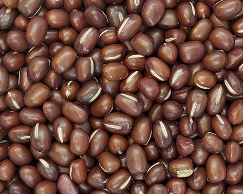 Adzuki bean: Picture of Adzuki ( Vigna angularis ) beans. The ones shown here are from China. The beans in the picture are of 9 mm length and 6 mm width.