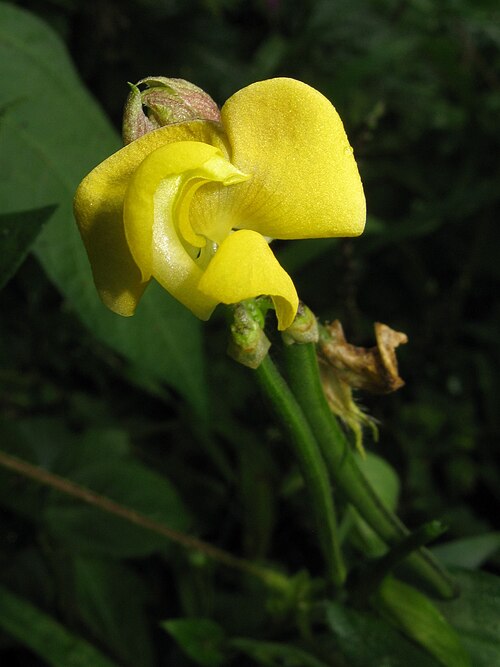 Adzuki bean: Vigna angularis var. nipponensis , Aizu area, Fukushima pref., Japan