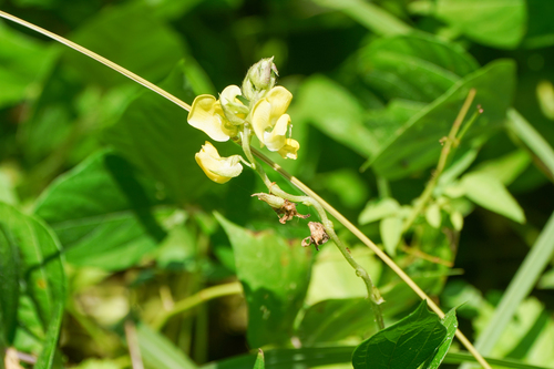 Adzuki bean (Vigna angularis)