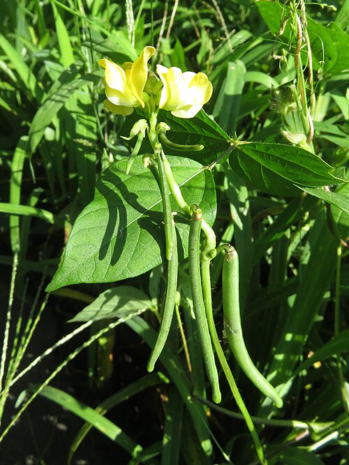 Adzuki bean: Vigna angularis var. nipponensis , Aizu area, Fukushima pref., Japan