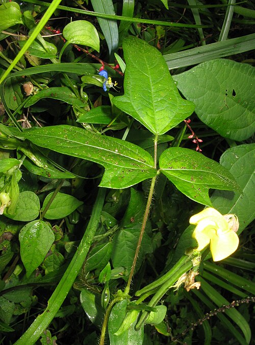 Adzuki bean: Vigna angularis var. nipponensis , Aizu area, Fukushima pref., Japan