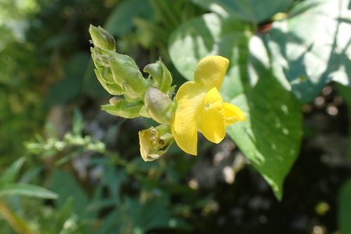Adzuki bean (Vigna angularis)
