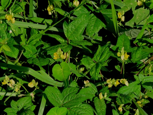 Adzuki bean (Vigna angularis)