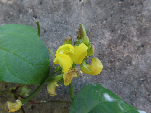Adzuki bean (Vigna angularis)