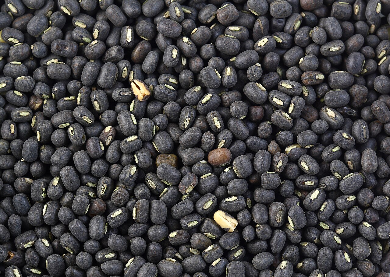 Black gram: Black Gram (Vigna mungo) Seeds.