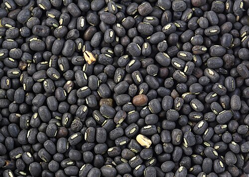 Black gram: Black Gram (Vigna mungo) Seeds.
