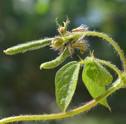 Black gram: Larval Host Plant
