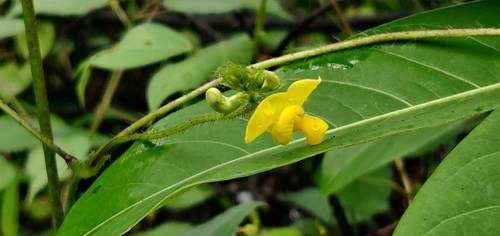 Black gram (Vigna mungo)
