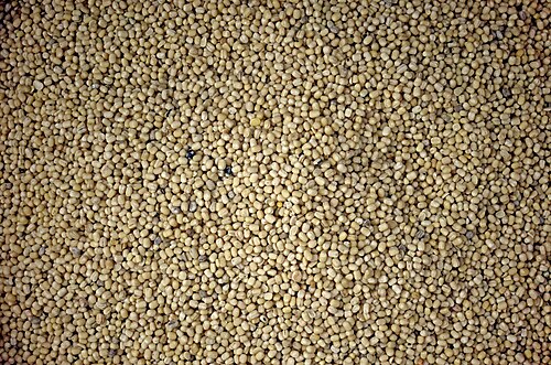 Black gram: Black gram dal Phaseolus mungo for sale in a shop opp to Tribal market in Kolli hills