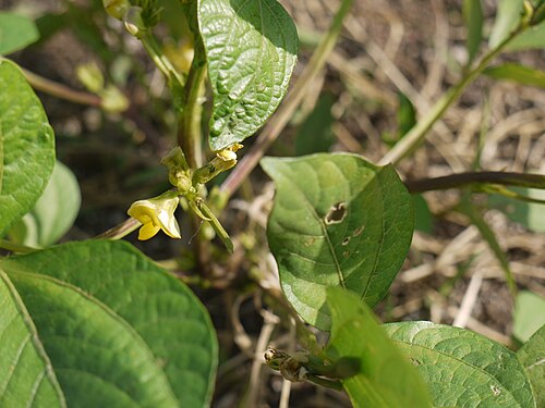 Black gram: Fabaceae (pea, or legume family) » Vigna mungo var. mungo VIG-nuh -- named for Prof. Dominico Vigna, 17th century Italian botanist MUN-go -- from the Sanskrit n