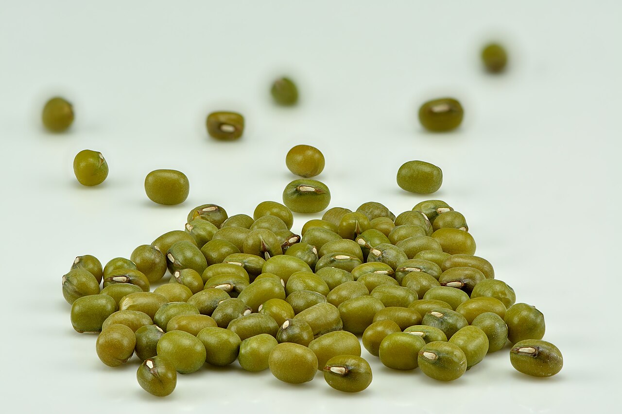 Mung bean: Mung beans ( Vigna radiata ),