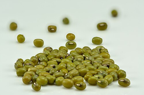 Mung bean: Mung beans ( Vigna radiata ),