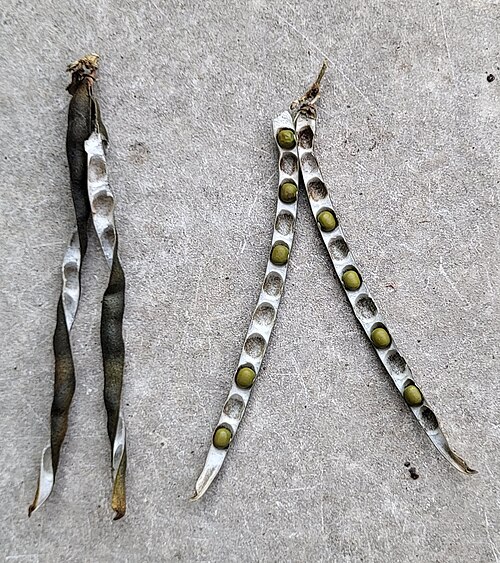 Mung bean: Gousses ouvertes de Vigna radiata (haricots mungo ) avec des graines