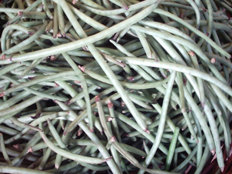 Blackeyed pea: Cowpea beans Black-eyed beans, Scientific name Vigna unguiculata, Lobia in Hindi , Alasandalu in Telugu, Alasande in Kannada, Chawli in Gujarati/Marathi