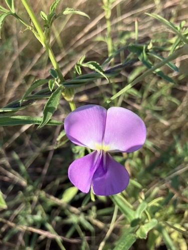 Blackeyed pea (Vigna unguiculata)